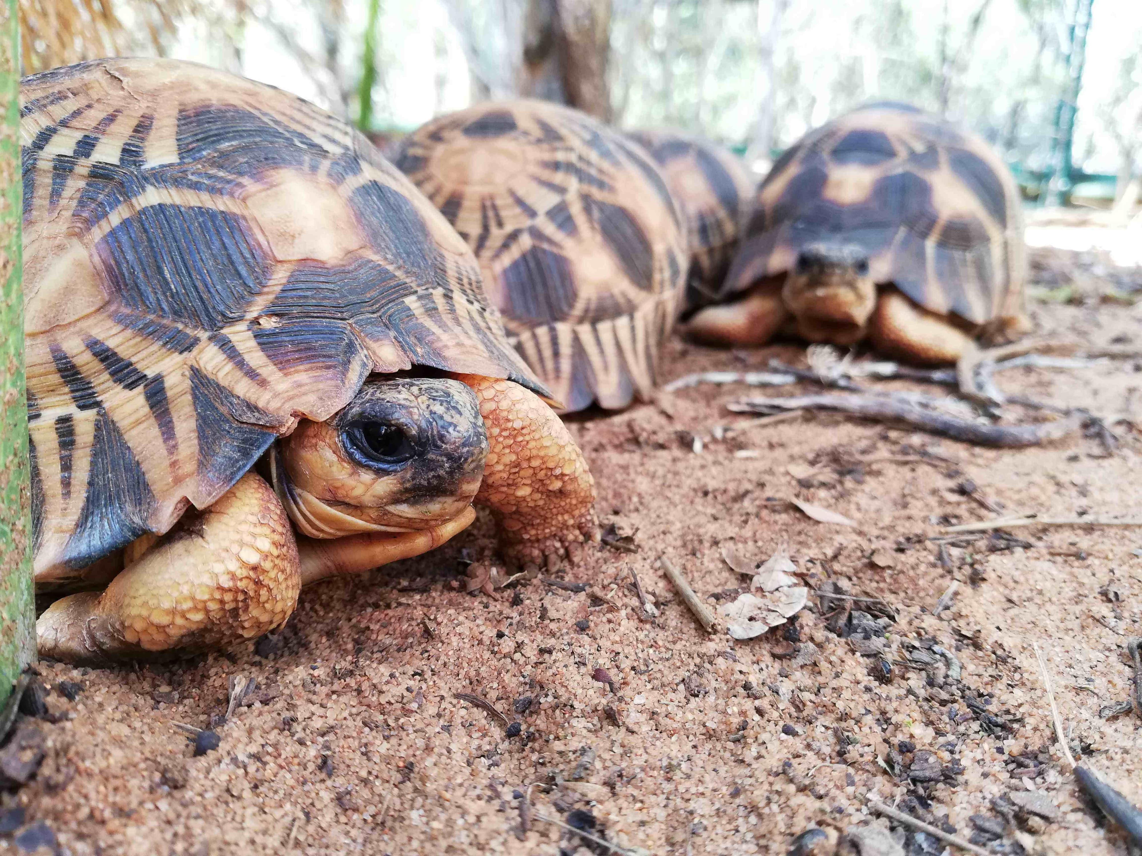 Madagascar radiated tortoises (Astrochelys radiata)