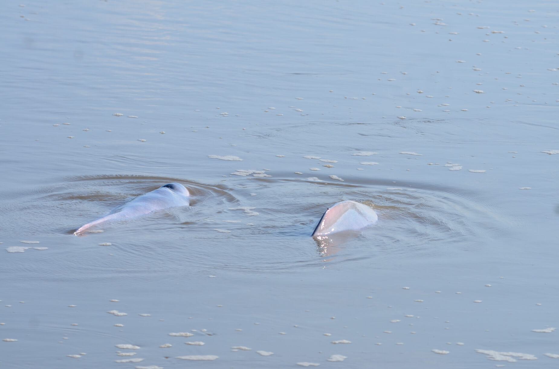 Bolivian River Dolphins 2022