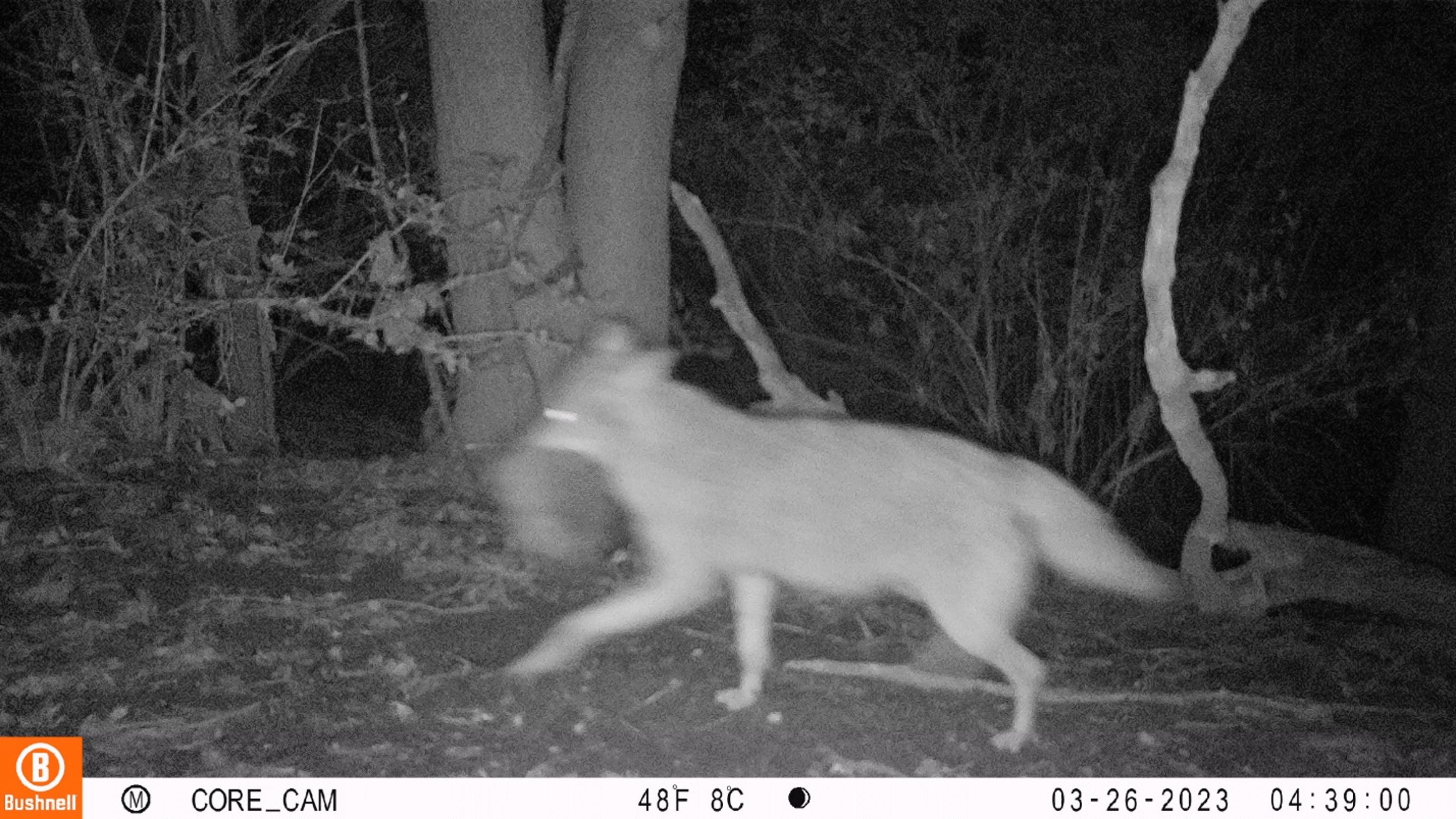 Coyote with prey