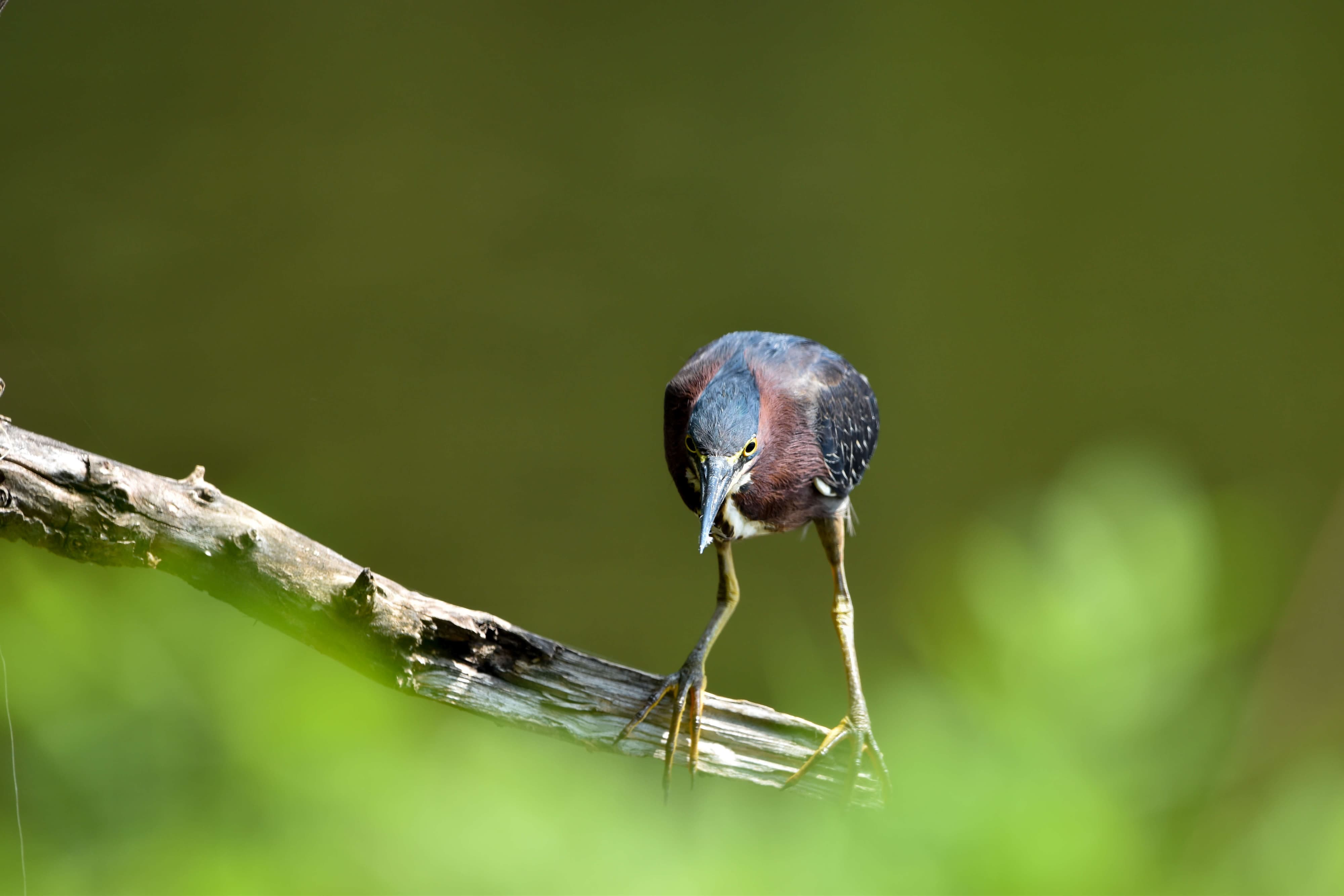 Green Heron