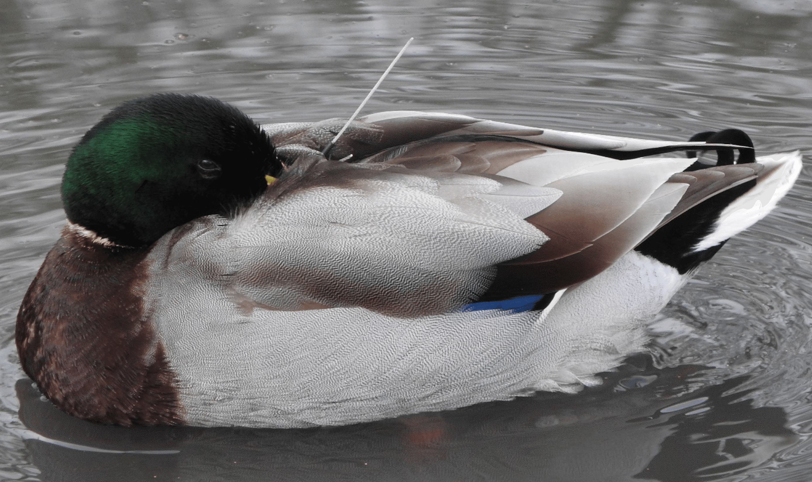Male mallard duck