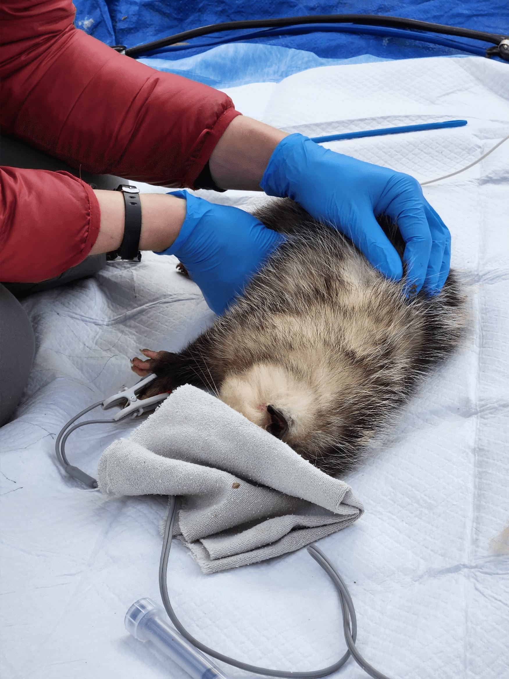Opossum physical exam