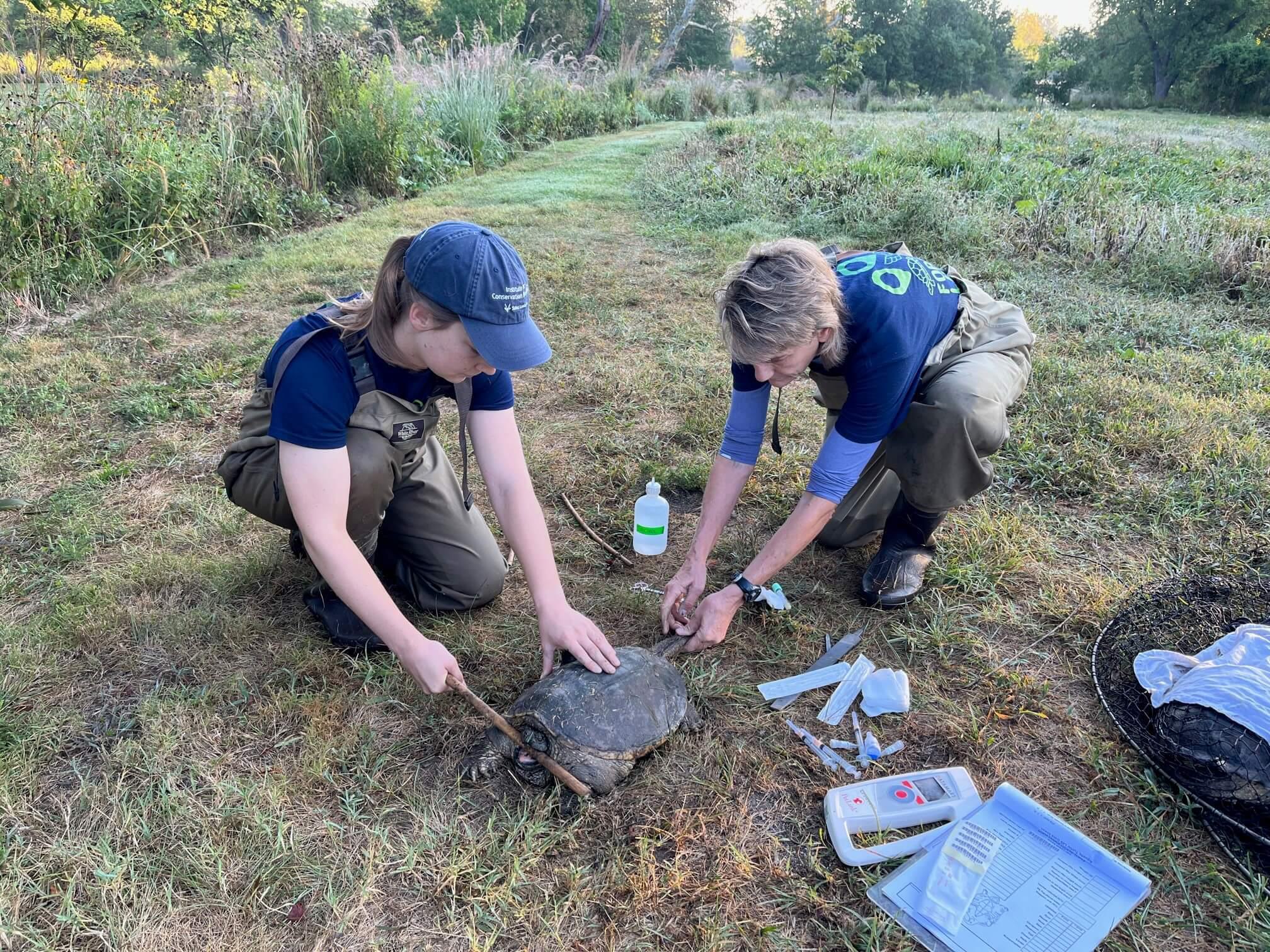 Collecting data from a snapping turtle