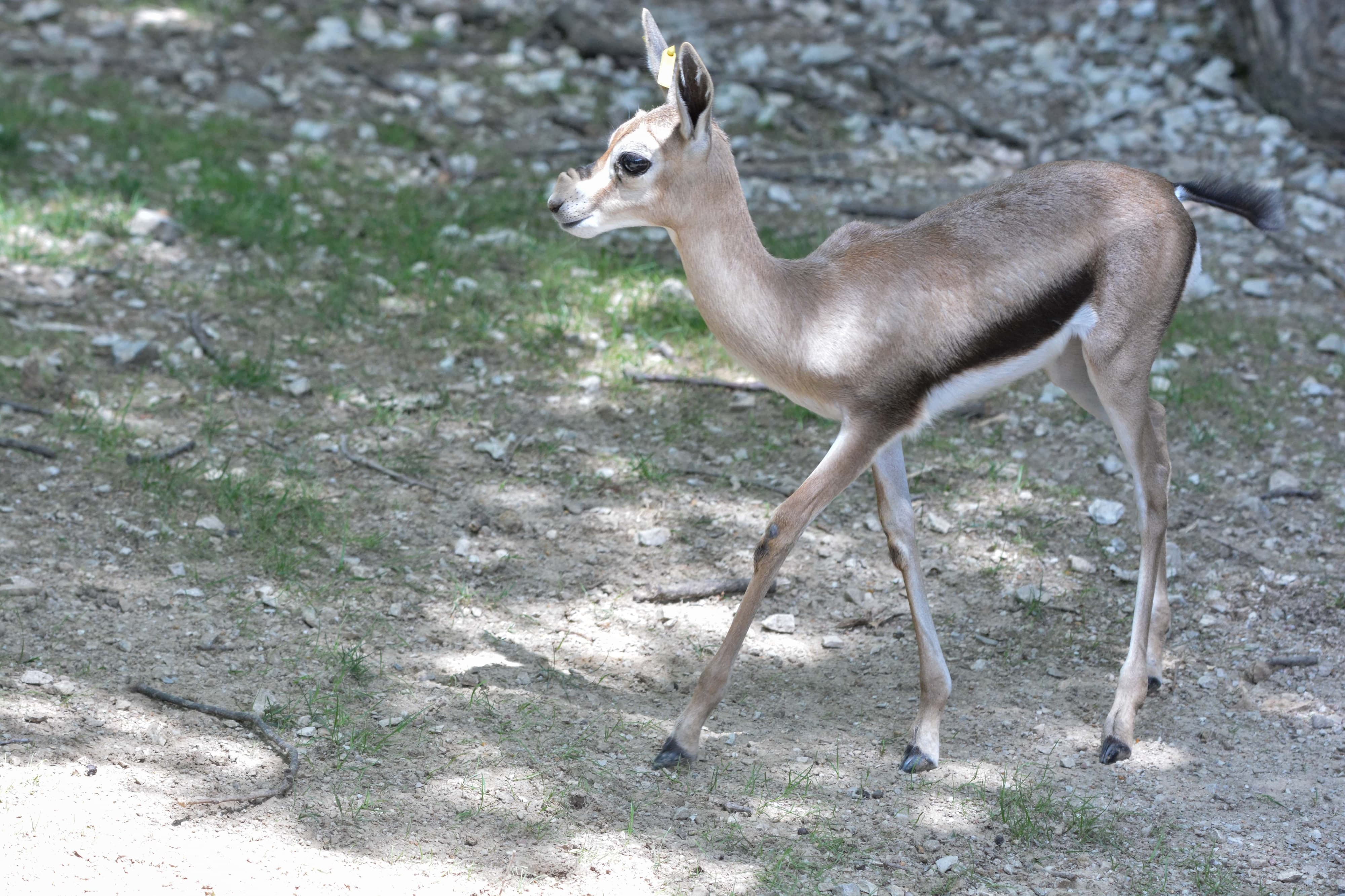 Speke's Gazelle