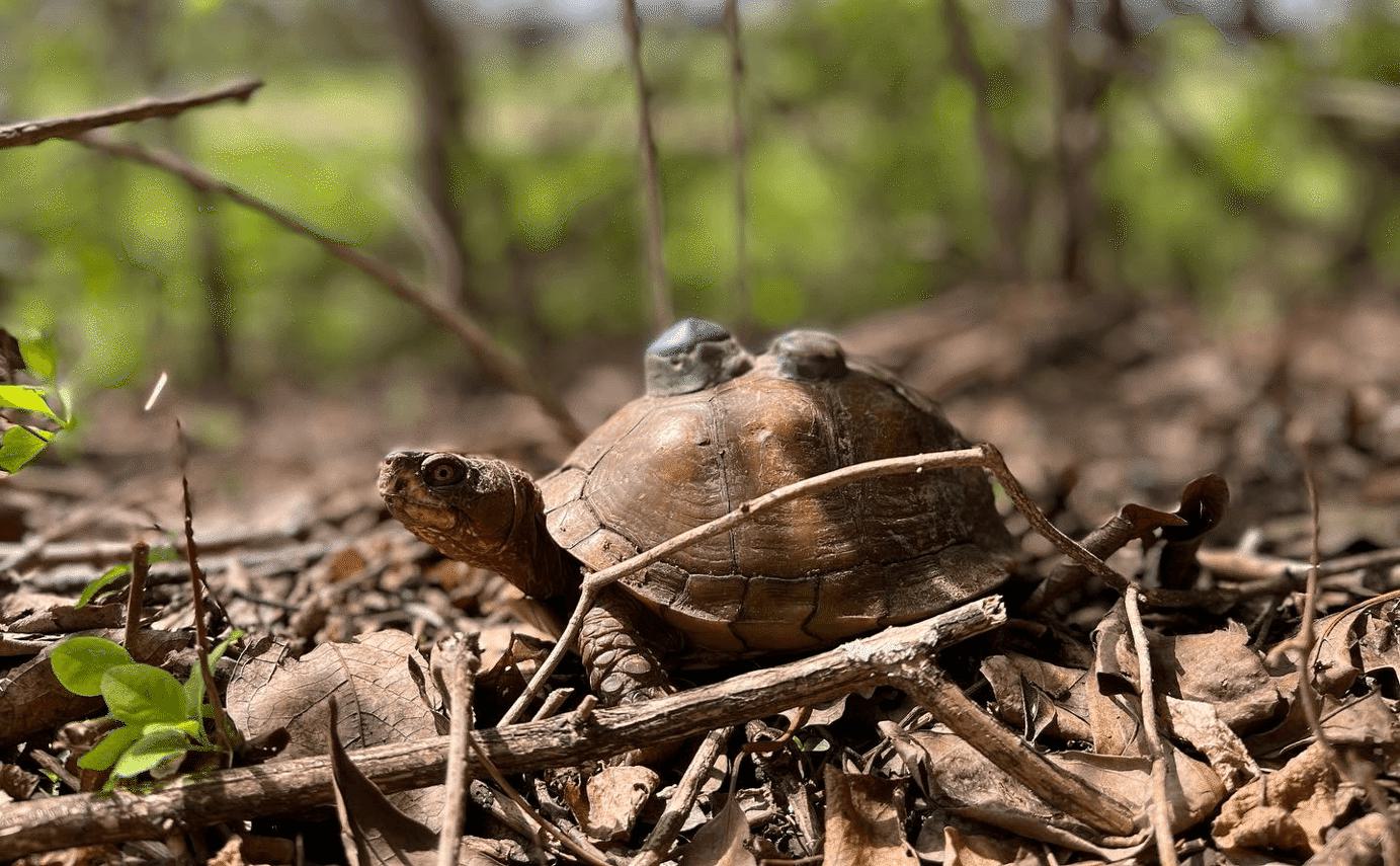 A three-toed box turtle with a VHF tracking