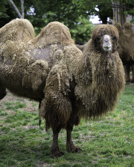 Bactrian camel