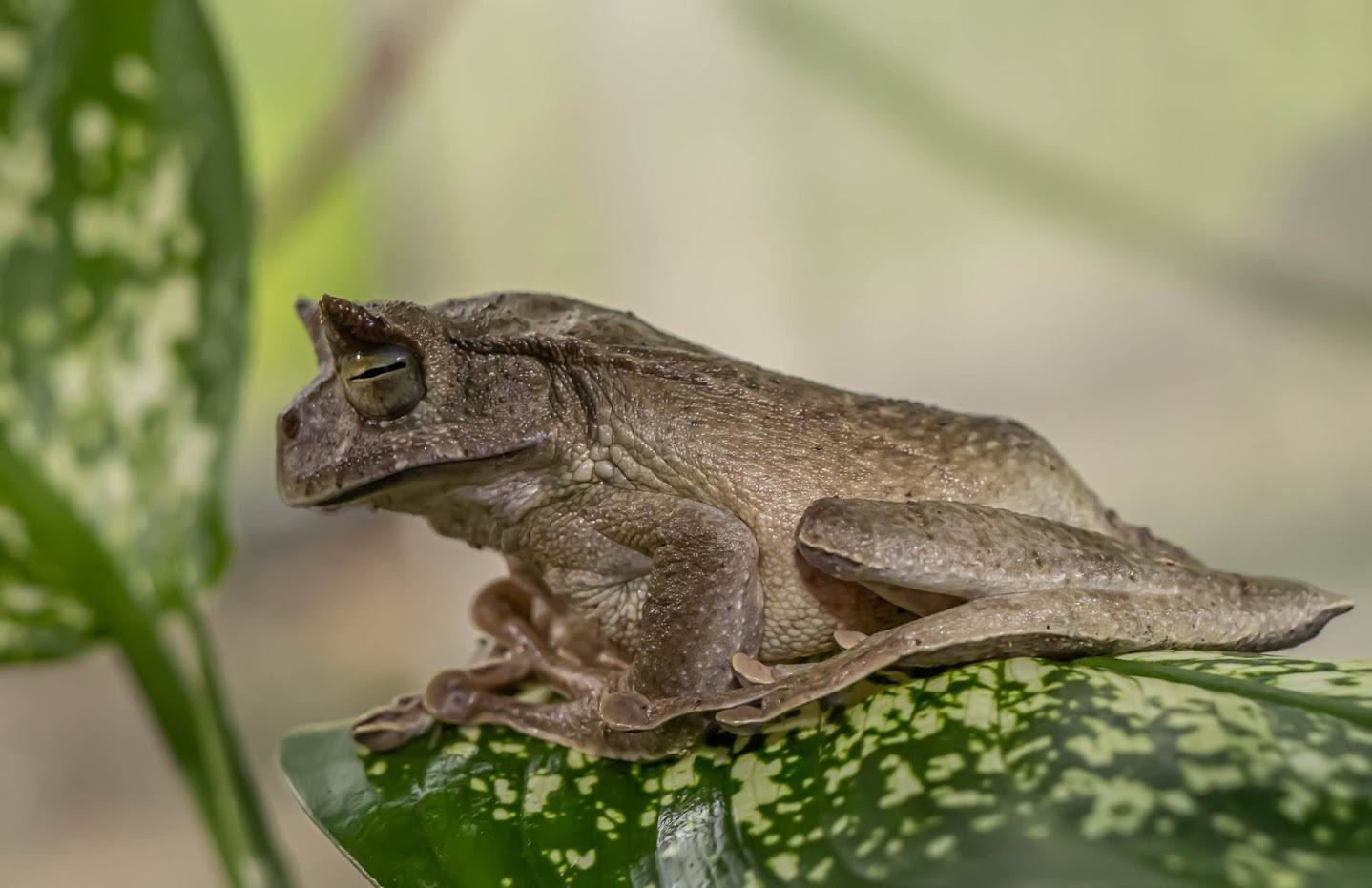 Horned marsupial frog, Gastrotheca cornuta)