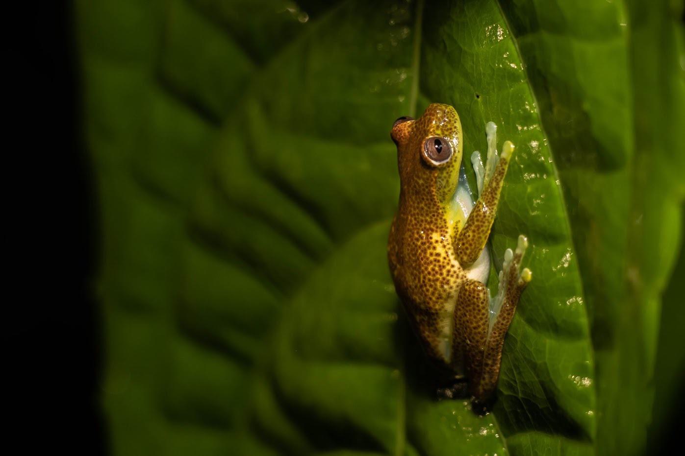 Babbling Torrenteer (Hyloscirtus alytolylax)