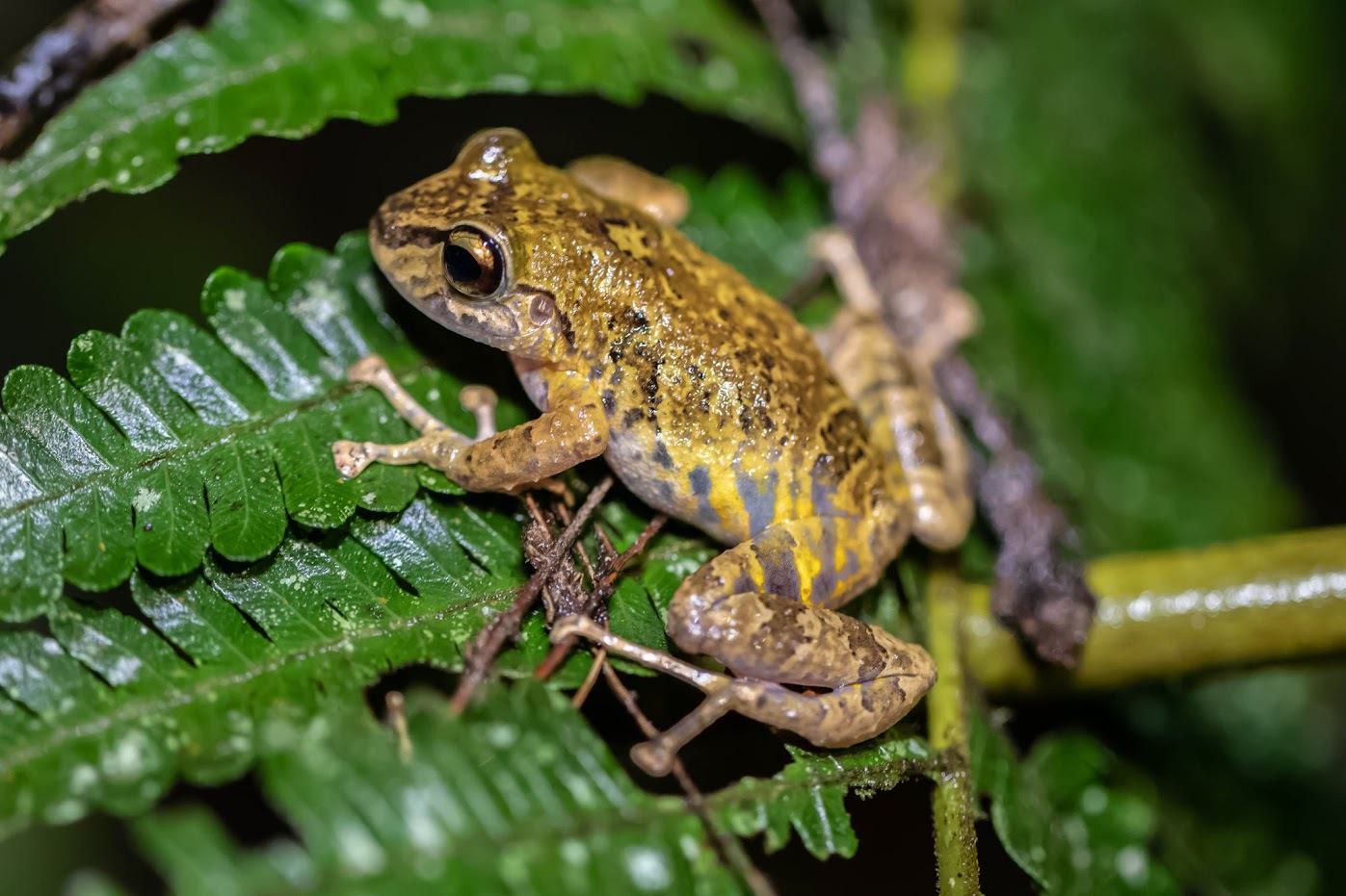 Robber Frog, Pristimantis sp