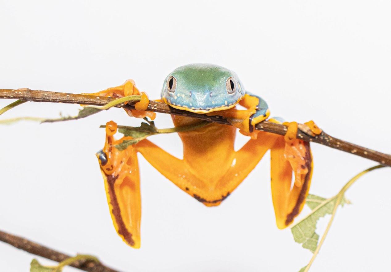 Fringed Leaf Frog Cruziohyla craspedopus