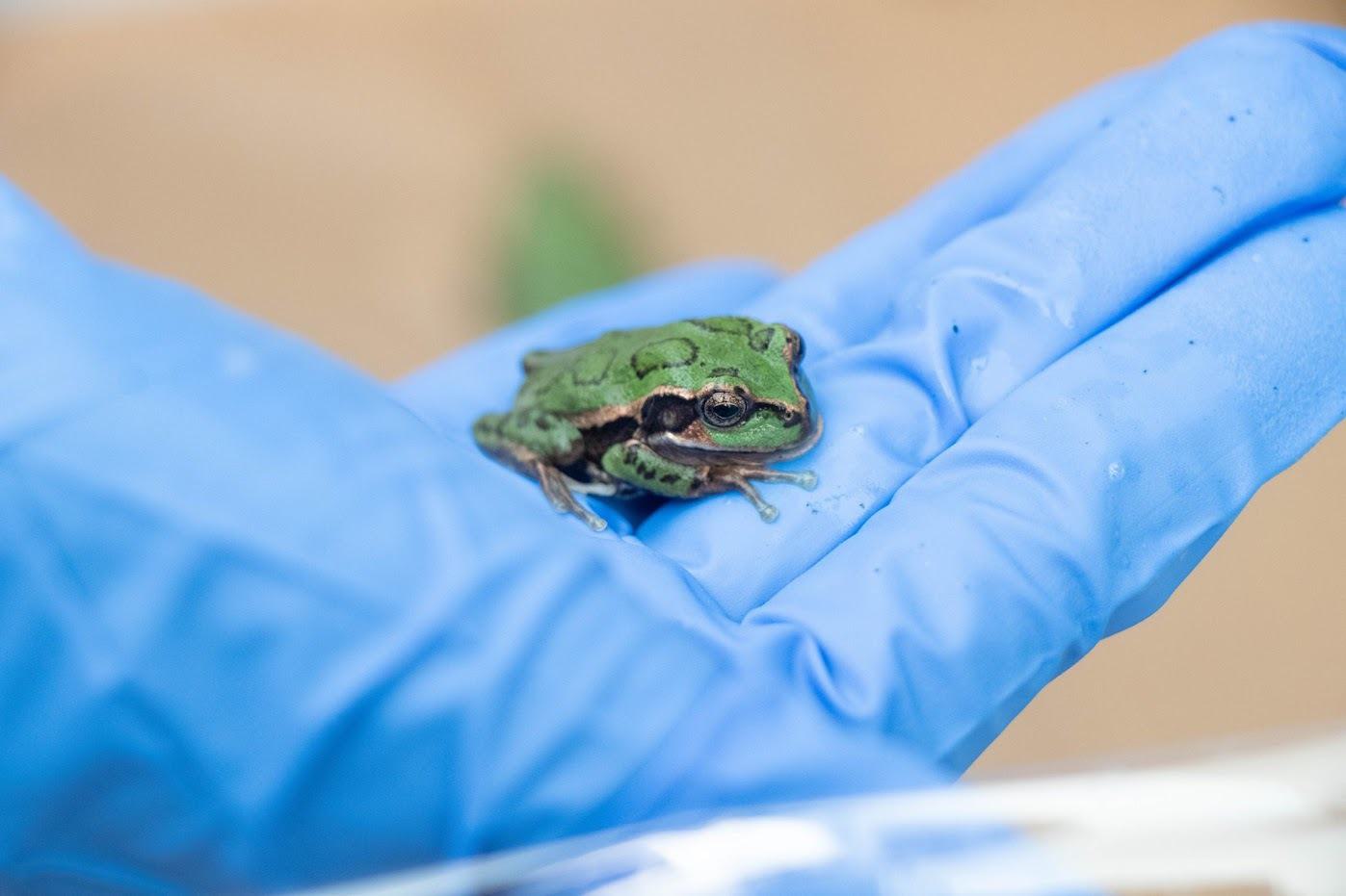 Lojan marsupial frog, Gastrotheca lojana