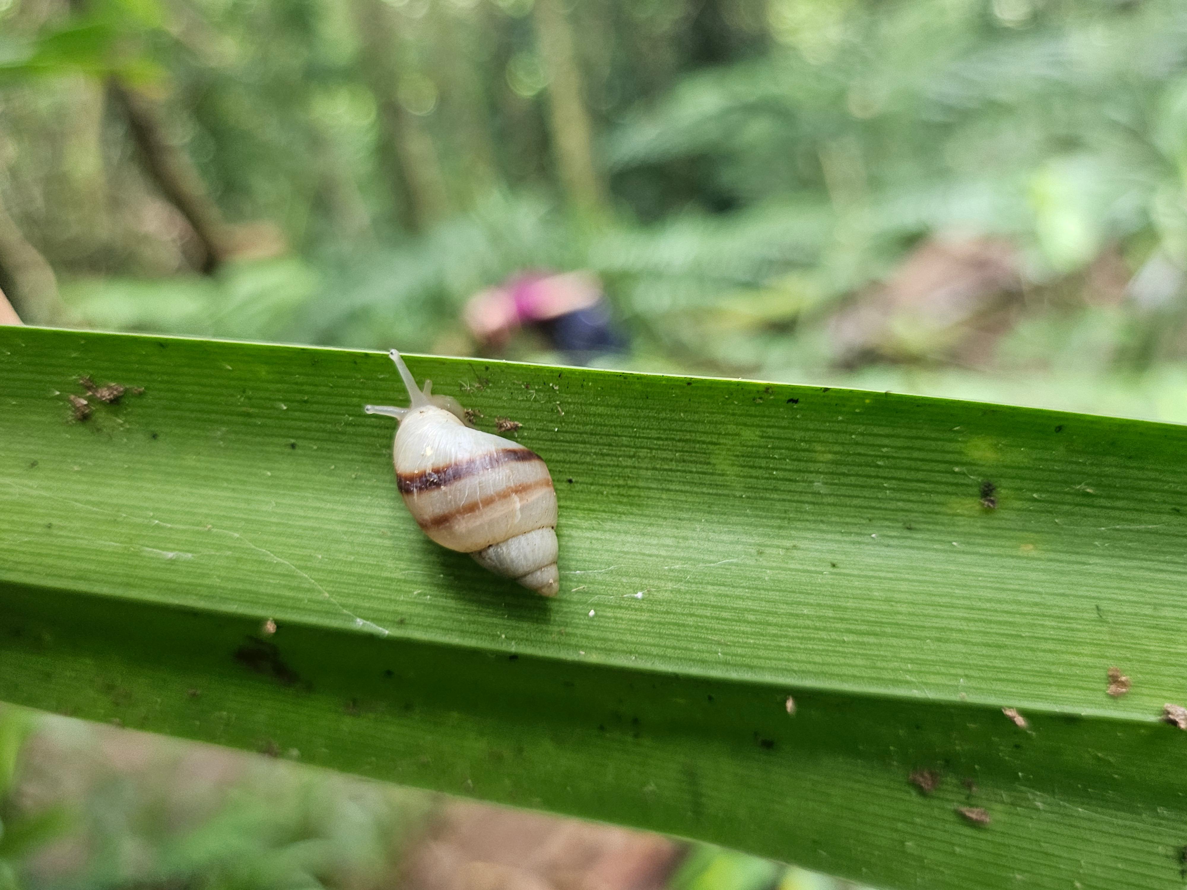 Born-in-the-wild unmarked Partula tohiveana snail observed in the wild in September 2024, meaning the species is re-established. Photo courtesy of Paul Pearce-Kelly / Zoological Society of London.