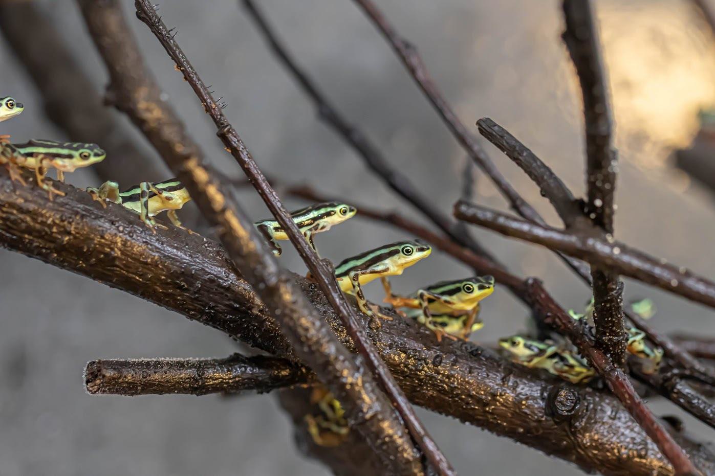 Elegant stubfoot toad (Atelopus elegans)
