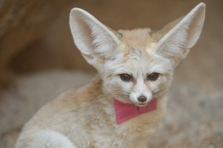 Fennec Fox