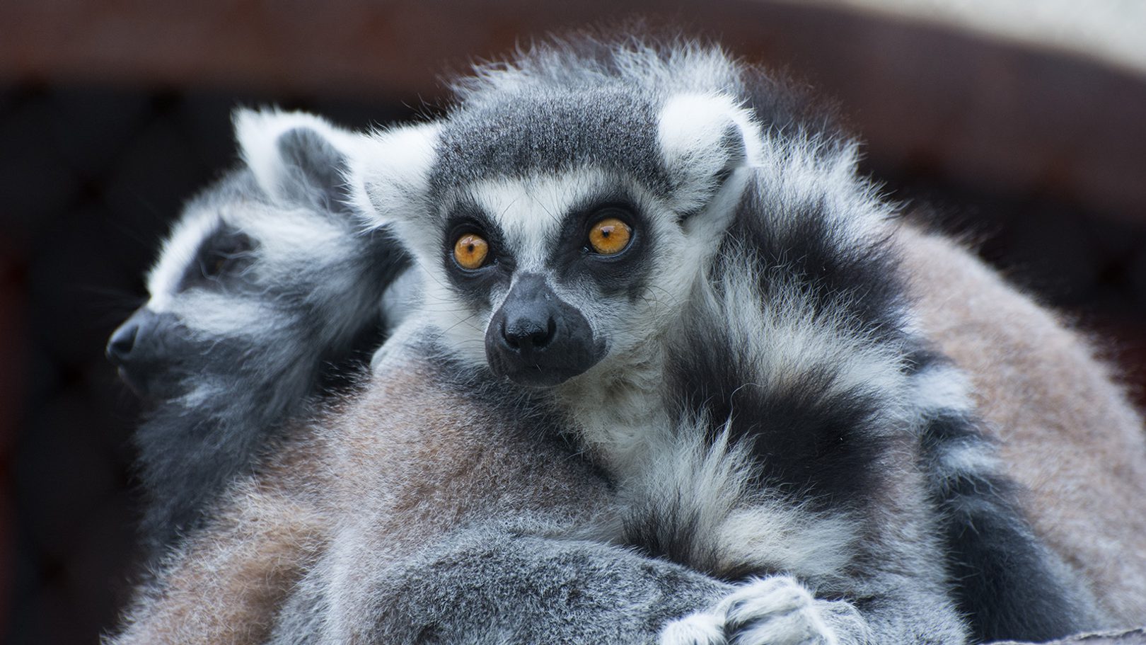 Zoo Bier Saint Louis Zoo zoo-bier-saint-louis-zoo