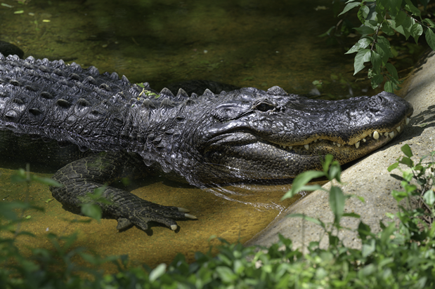 American alligator