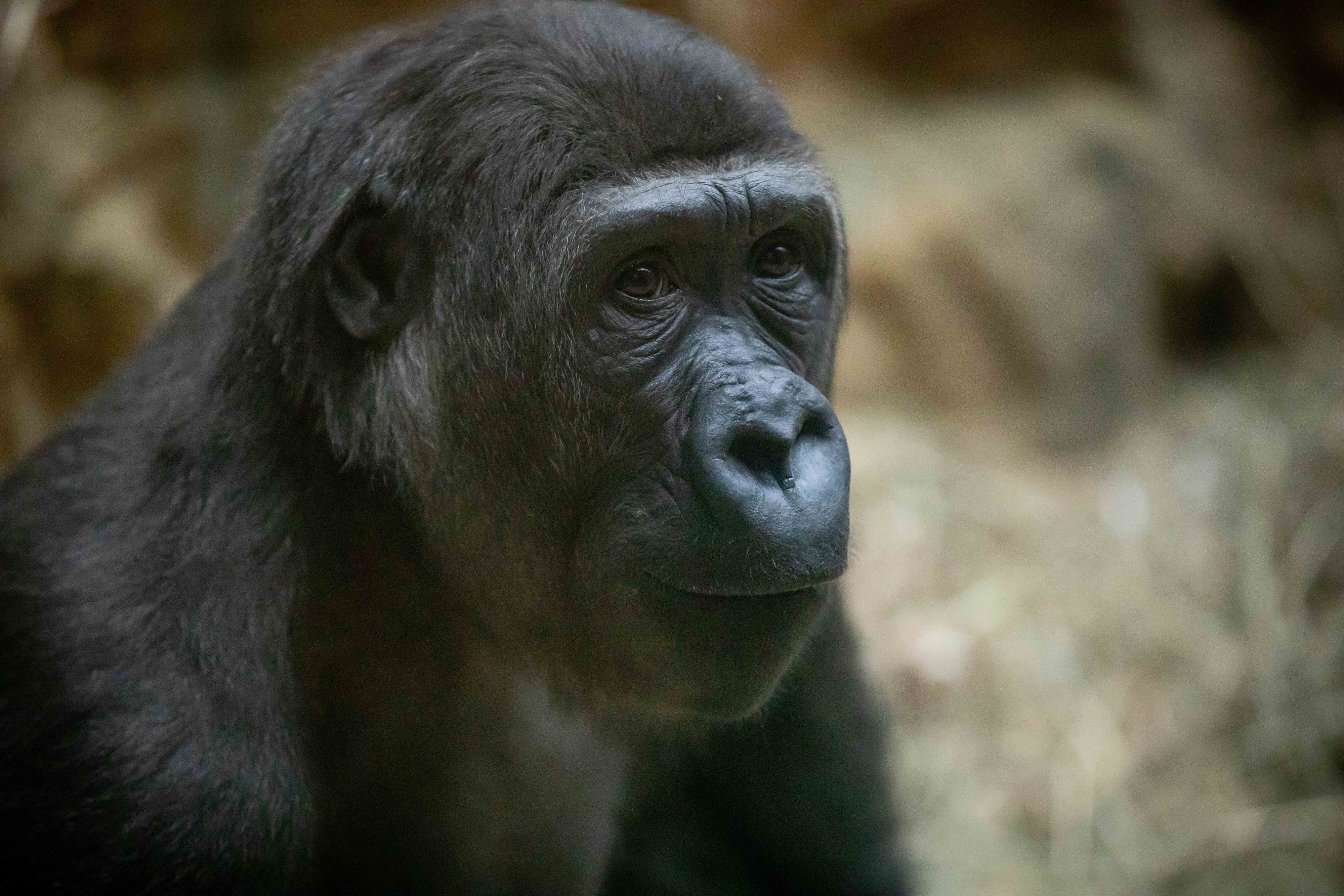 Gorilla Kayin