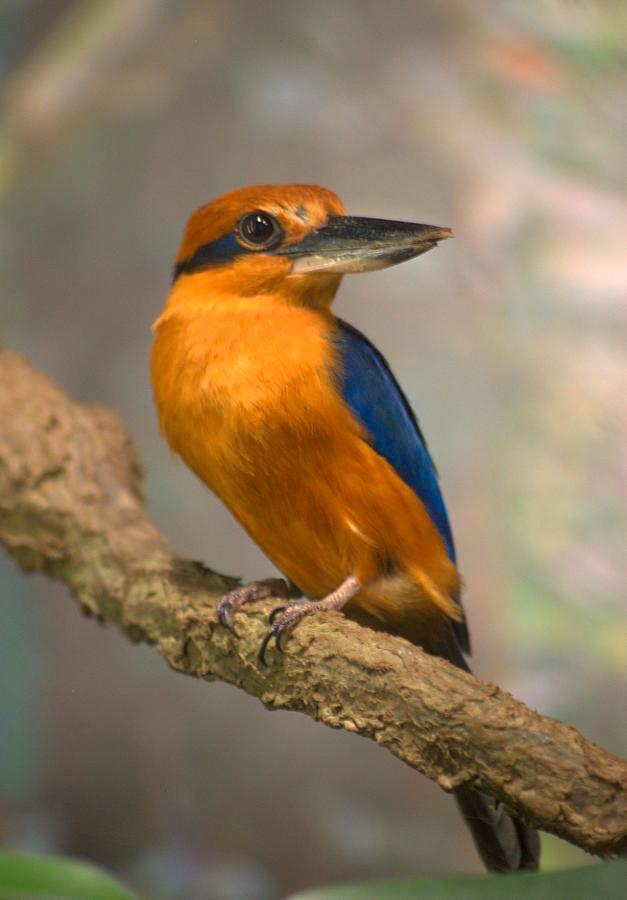 Guam Kingfisher blog
