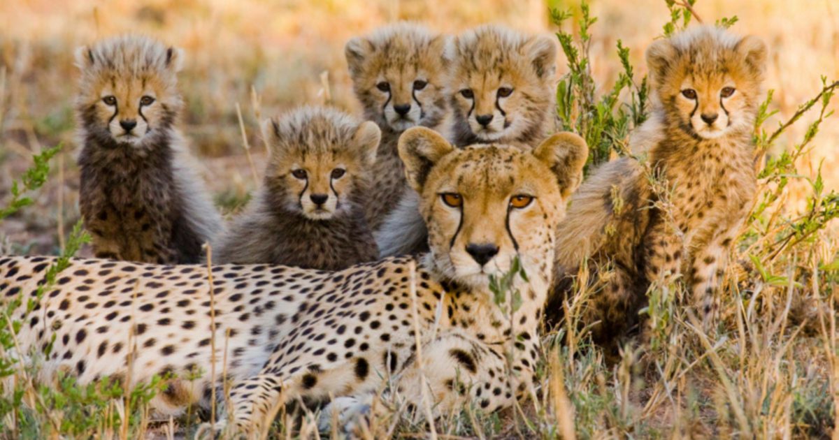 Saint Louis Zoo photo from the official site